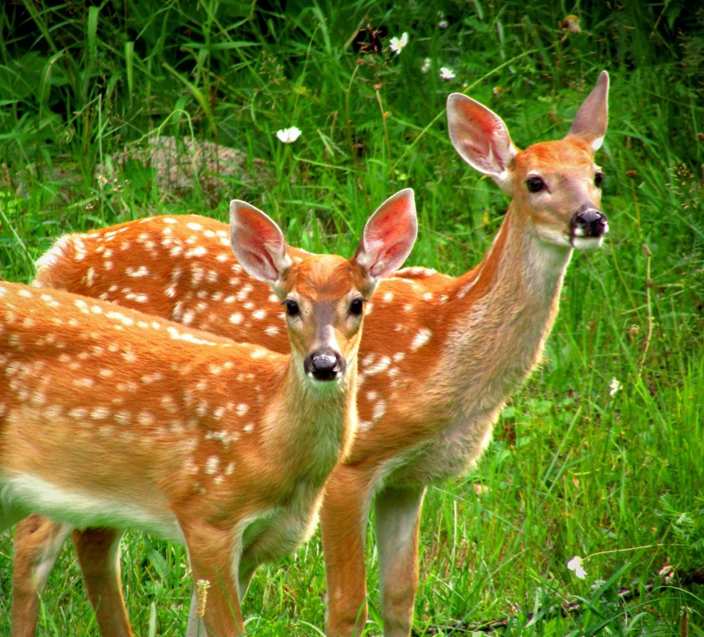 Apacsoport ❤️ Pagony vadaspark (kirándulás)